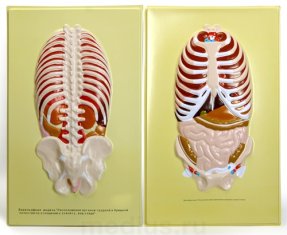Барельефная модель "Расположение органов, прилегающих к брюшной и спинной стенкам " В21К (2 планшета)