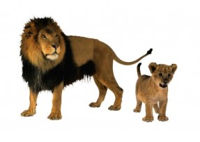 Дикие животные, комплект карточек, 10 шт, 25х35. Серия  "Запоминай, играй, считай."