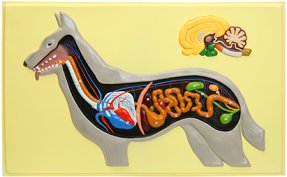 Х12 Внутреннее строение собаки (1 планшет, 66х42 см)