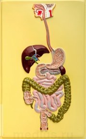 Барельефная модель "Пищеварительный тракт" (1 планшет) В8Т