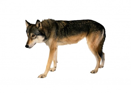 Дикие животные, комплект карточек, 10 шт, 25х35. Серия  "Запоминай, играй, считай."