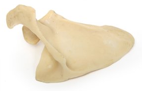 Р18 ПД Лопатка правая (демонстрационная модель)