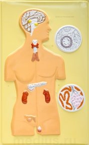 Барельефная модель "Железы внутренней секреции человека" В34К (1 планшет)