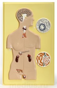 Барельефная модель "Железы внутренней секреции человека" В34Т