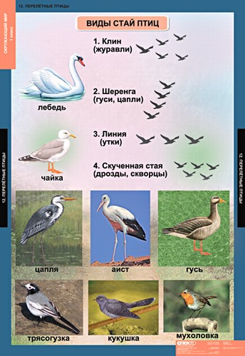 табл. Окружающий мир 1 класс (15 таблиц)