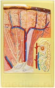 Барельефная модель "Почка. Макро-микростроение" В12Т (1 планшет)