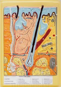 Барельефная модель "Кожа. Разрез" В28Т (1 планшет)