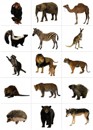 Дикие животные, комплект карточек, 10 шт, 25х35. Серия  "Запоминай, играй, считай."