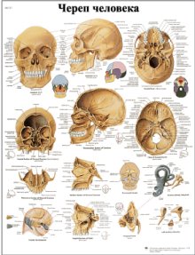 ZVR6131L Череп человека (плакат)