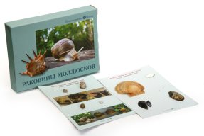 Коллекция "Раковины  моллюсков"