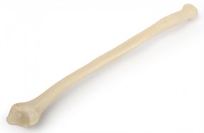 Р20 ПД Кость лучевая правая (демонстрационная модель)