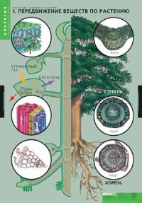 Комплект таблиц "Растение - живой организм" (4 табл. 68 х 98 см)
