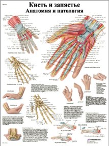 ZVR6171L Кисть и запястье, анатомия и патология
