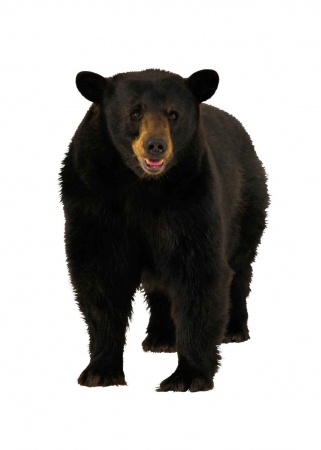 Дикие животные, комплект карточек, 10 шт, 25х35. Серия  "Запоминай, играй, считай."