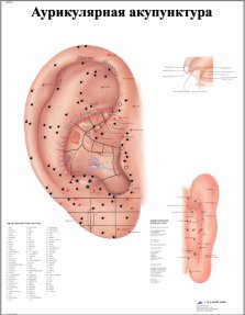 ZVR6821L Аурикулярная акупунктура