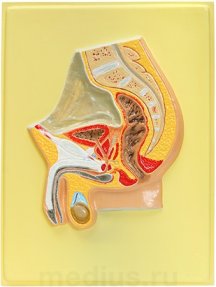 Барельефная модель "Таз мужской.Сагиттальный разрез" В22Т (1 планшет)