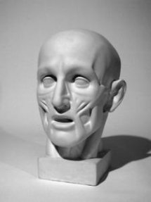 Голова анатомическая (ск. Гудон)