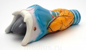 Модель Гортани в разрезе