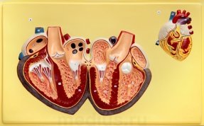 Барельефная модель "Строение сердца" В30Т (1 планшет)