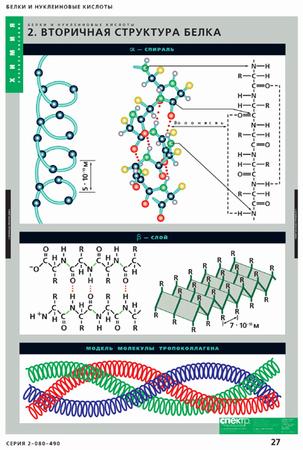 Табл. Белки и нуклеиновые кислоты (8 табл.68 х 98 см)