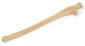 Р21 ПД Кость локтевая правая (демонстрационная модель)