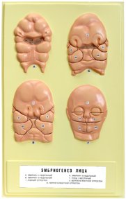 В31 Эмбриогенез лица (1 планшет, 42х66 см )