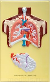 Барельефная модель "Строение легких" В35К (1 планшет)