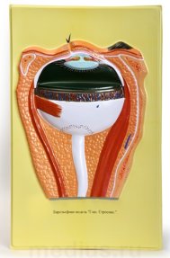 Барельефная модель "Глаз. Строение" В06К (1 планшет)