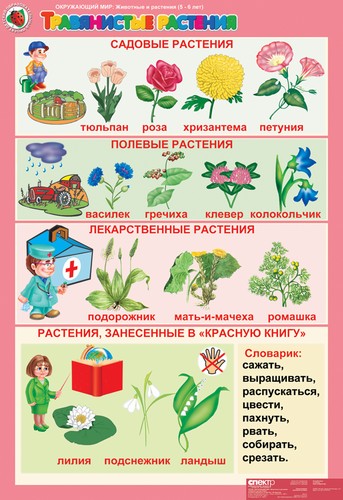 Окружающий мир 5-6 лет "Животные и растениия" (12 таб. + 16 карт)