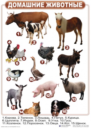 Комплект таблиц "Окружающий мир" 10 шт. 50х70