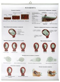 Плацента. (85х60 см)