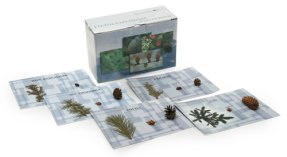 Коллекция "Голосеменные  растения"