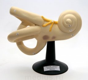 Костный лабиринт внутреннего уха ( объемная модель)  (правый) Н13Т