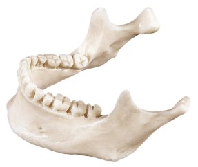 Р13 Челюсть нижняя