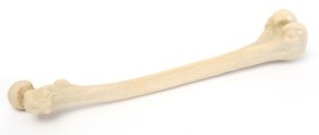 Р36 ЛД Кость бедренная левая (демонстрационная модель)