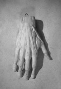 Кисть анатомическая.