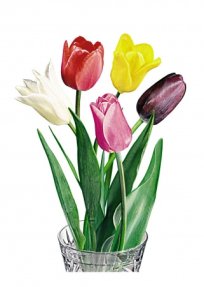 Цветы, комплект карточек, 10 шт, 25х35. Серия  "Запоминай, играй, считай."