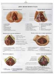 Дно женского таза (85х60 см)